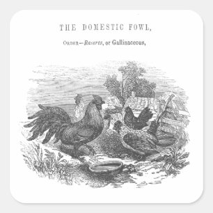 Adesivo Quadrado Ilustração de Caneta e Tinta de Galinhas Vintage