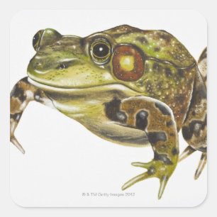Adesivo Quadrado Ilustração de Digitas do sapo verde