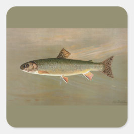 Adesivo Quadrado Ilustração de Peixes de Trout Brook Americano
