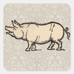 Adesivo Quadrado Ilustração de Porquinho Antiguo do Vintage Pig