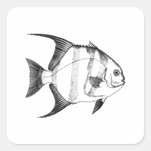 Adesivo Quadrado Ilustração de Spadefish