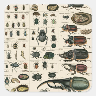 Adesivo Quadrado Ilustração do besouro do vintage