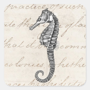 Adesivo Quadrado Ilustração do Cavalo do Mar Havaí nos anos 1800