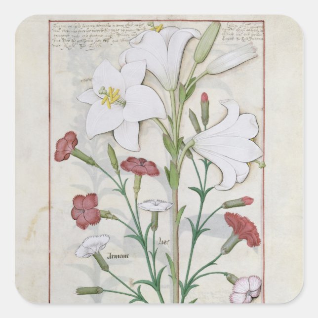 Adesivo Quadrado Ilustração do Livro do Simples (Frente)