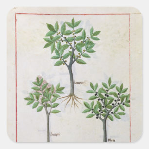 Adesivo Quadrado Ilustração do "Livro dos Medicamentos Simples"