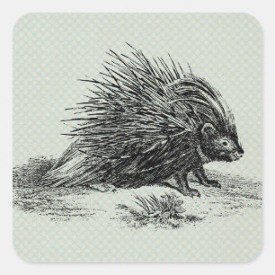 Adesivo Quadrado Ilustração Vintage Porcupine