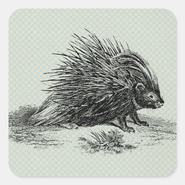 Adesivo Quadrado Ilustração Vintage Porcupine (Frente)