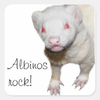 Imagem de Albino Ferret