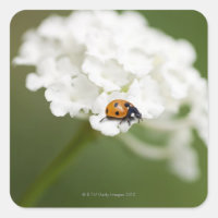 Imagem macro de um Ladybird numa flor selvagem