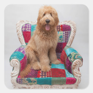 Adesivo Quadrado Imagens de Getty   Goldendoodle bonito