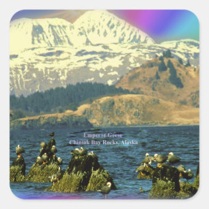 Adesivo Quadrado Imperador Geese na Baía de Chiniak perto de Chinia