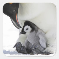 Imperador Penguin | Ilha Snow Hill