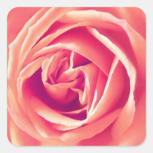 Adesivo Quadrado Impressão coral do rosa do rosa