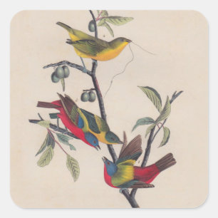 Adesivo Quadrado Impressões de Audubon de Bunting Pintados