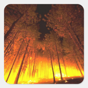 Adesivo Quadrado Incêndio florestal