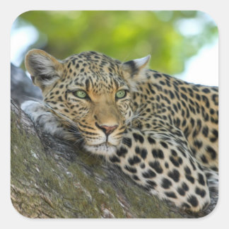 Adesivo Quadrado Incrível Leopardo