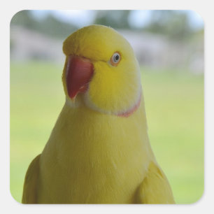 Adesivo Quadrado Indiano Ringneck na máscara