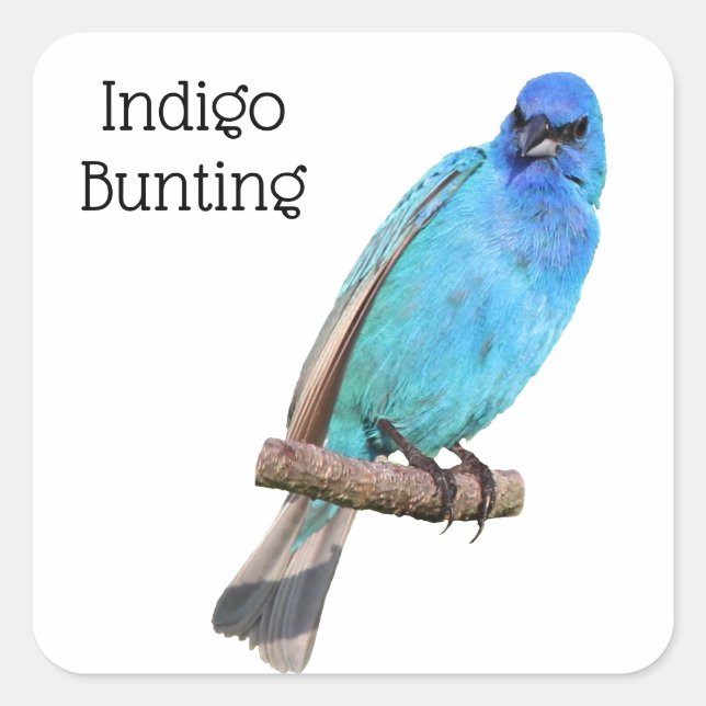 Adesivo Quadrado Indigo Bunting (Frente)