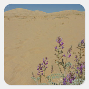 Adesivo Quadrado Índigo Bush do Mojave e dunas de Kelso
