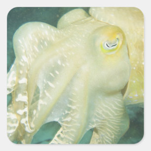 Adesivo Quadrado Indonésia, Província de Sulawesi do Sul, Wakatobi