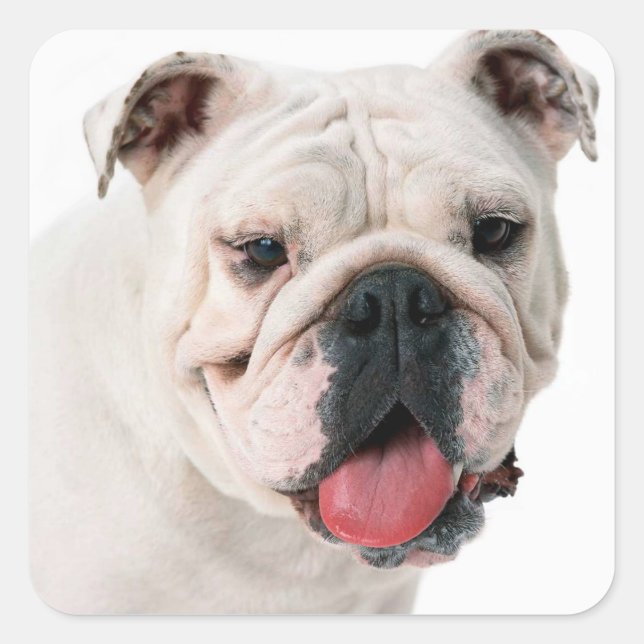 Adesivo Quadrado Inglês Buldogue Puppy Dog Sticker / Selo (Frente)