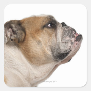 Adesivo Quadrado Inglês Bulldog (6 anos de idade)