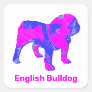 Adesivo Quadrado Inglês Bulldog Louco Rosa Quente e Azul