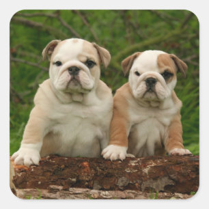 Adesivo Quadrado Inglês Bulldog Puppy Dog Love Sticker / Selo