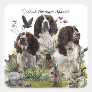 Adesivo Quadrado Inglês Springer Spaniels, Arte