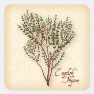 Adesivo Quadrado Inglês Thyme Herb Square Sticker