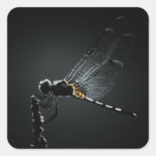 Adesivo Quadrado Inseto - Asas Dragonfly
