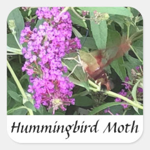 Adesivo Quadrado Inseto de aparência única, "Hummingbird Moth Sti