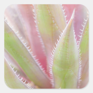 Adesivo Quadrado Instalação de Yucca