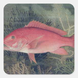 Adesivo Quadrado Instantâneo Vermelho, de 'Peixes de Jogo dos Esta