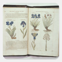 Iris