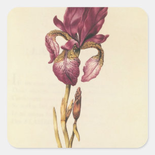 Adesivo Quadrado Iris, de La Guirlande de Julie, c.1642