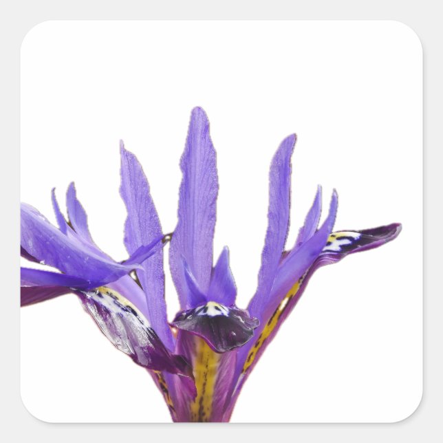 Adesivo Quadrado Iris Flowers Sticker (Frente)
