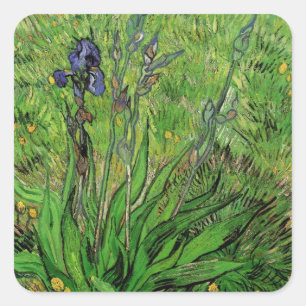 Adesivo Quadrado Íris por Vincent van Gogh, Flores de Jardim Vintag