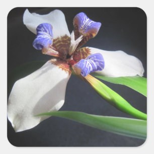 Adesivo Quadrado Iris Sticker impressionante