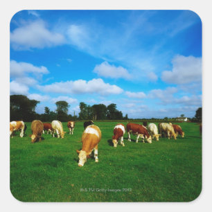 Adesivo Quadrado Irlanda, Efetivos De Graze