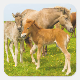 Adesivo Quadrado Islândia. Dyrholaey. Potros de cavalo islandês