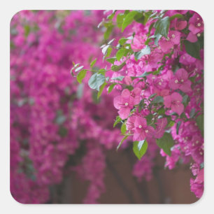 Adesivo Quadrado Itália, Sicília, Cefalu, Pátio Florido por