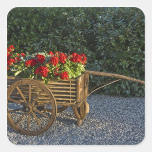 Adesivo Quadrado Itália, Toscana. Derramar de gerânios vermelhos