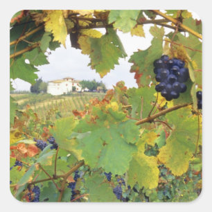 Adesivo Quadrado Itália, Toscânia Farmhouse foi vista através de