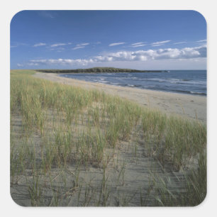 Adesivo Quadrado J.T. Chessman Provincial Park, Dune