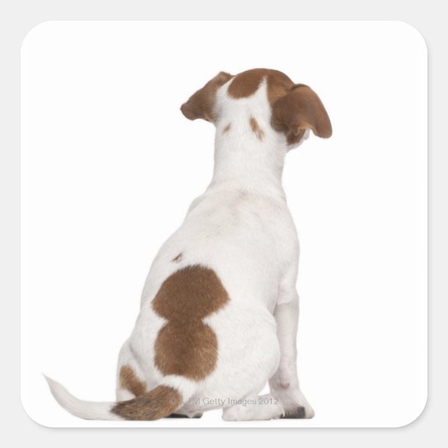 Adesivo Quadrado Jack Russell Terrier cachorrinho (3 meses) (Frente)