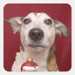 Adesivo Quadrado Jack Russell Terrier Holding Enfeites de natal