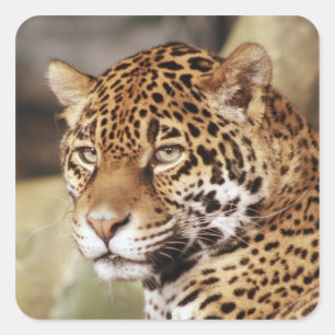 Adesivo Quadrado Jaguar Sticker