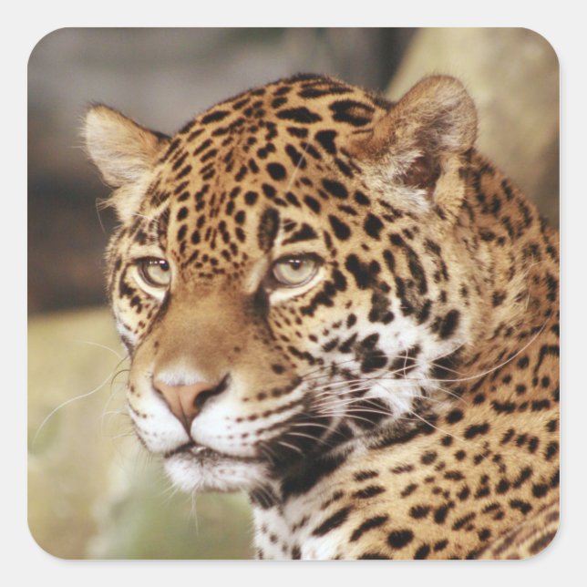 Adesivo Quadrado Jaguar Sticker (Frente)
