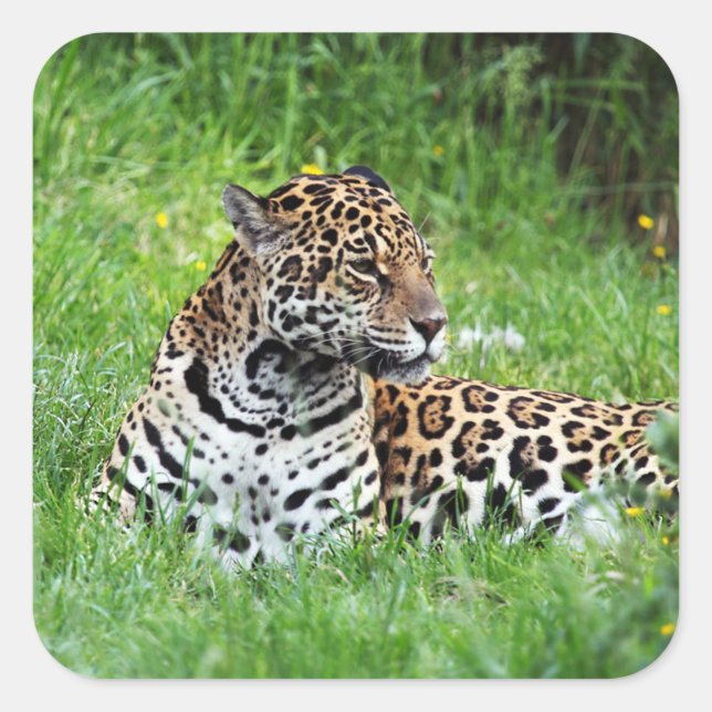 Adesivo Quadrado Jaguar Sticker (Frente)